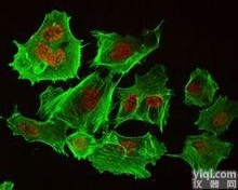 JRD0076  <em>形态学</em>双标组织样本免疫<em>荧光</em>（IF）服务