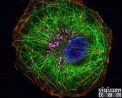 JRD0075  形态学免疫<em>荧光</em><em>拍片</em>服务