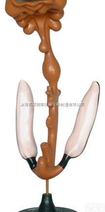 KAT/5001-1  原始<em>消化道</em><em>模型</em>|高级人体解剖医学<em>模型</em>