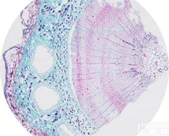 JRD0060  <em>形态学</em>番红-固绿<em>染色</em>服务