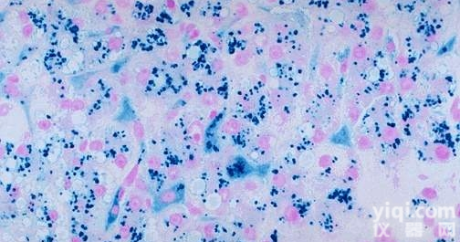 JRD0058  <em>形态学</em>普鲁士蓝<em>染色</em>服务