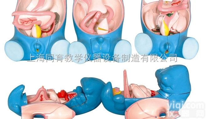 KAT/5022  消化、呼吸、<em>泌尿</em>、<em>生殖</em>、体腔发生（5部件）|高级人体<em>解剖</em>医学模型