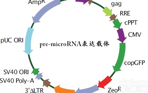 JRD972  <em>质粒</em>大抽服务实验<em>外包</em>