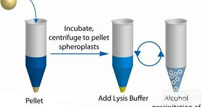 JRD335  <em>质粒</em>提取<em>技术服务</em>