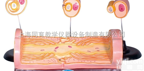 KAT/5049  周围<em>神经纤维</em>髓鞘的发生和有髓纤维的超微结构|高级人体解剖医学<em>模型</em>