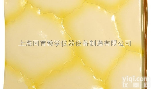 KAT/5053  <em>单层</em><em>扁平</em><em>上皮组织</em>|高级解剖医学模型