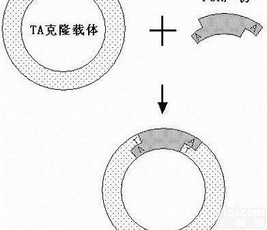 JRD329  TA<em>克隆技术服务</em>