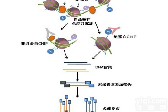 JRD274  Chip染色质<em>免疫共沉淀技术服务</em>