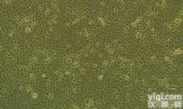 近<em>平滑</em><em>念珠</em>菌