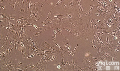 <em>非洲绿猴非洲绿猴肾细胞</em>,CV-1细胞