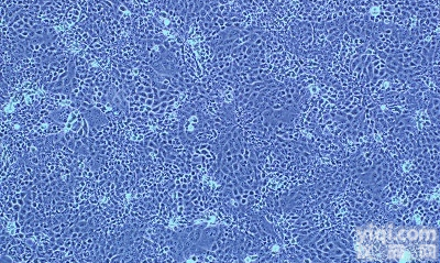 <em>小鼠</em>原B<em>细胞株</em> BaF3细胞