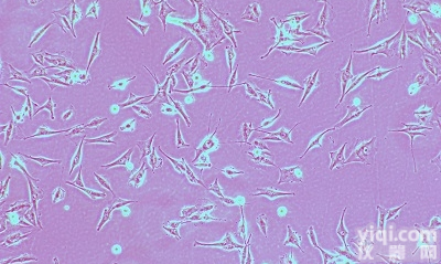 绿色<em>荧光蛋白</em>标记<em>小鼠</em>前<em>胃癌</em>细胞,MFC-GFP细胞