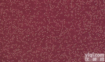 绿色<em>荧光蛋白</em>标记<em>小鼠</em><em>子宫颈</em><em>癌细胞</em>,U14-GFP细胞