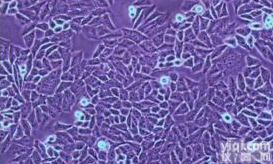 大鼠<em>心肌细胞</em>,<em>H9c2</em>（2-1）细胞