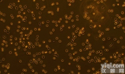 <em>小鼠</em><em>黑色素瘤</em>高转移<em>细胞</em>,B16F10<em>细胞</em>