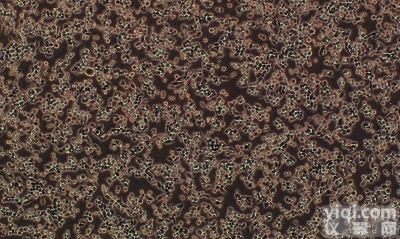 小鼠<em>树突状</em><em>细胞</em><em>肉瘤</em><em>细胞</em>,DCS<em>细胞</em>