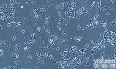 <em>小鼠</em>红<em>白血病</em><em>细胞</em>,MEL<em>细胞</em>