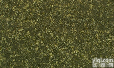 <em>小鼠SRSV转化的3T3细胞,SRSV/3T3细胞</em>