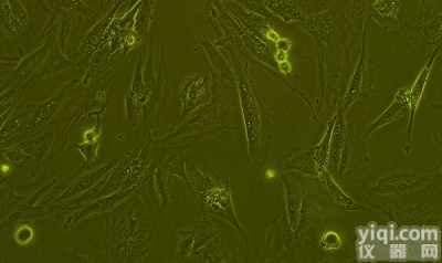 人<em>肺癌</em><em>细胞</em>（<em>淋巴结</em>转移） NCI-H292<em>细胞</em>