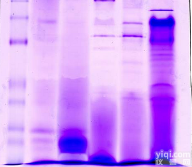 JRD292  <em>质谱</em>鉴定（蛋白鉴定）组学<em>技术服务</em>