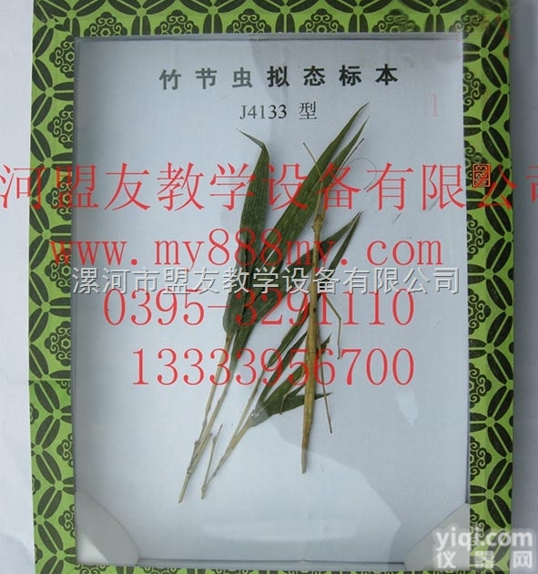 <em>昆虫</em><em>标本</em>  <em>昆虫</em><em>标本</em>-图为竹节虫拟态<em>标本</em>