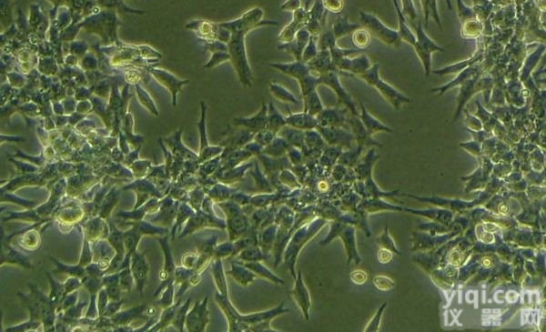 HCT-8/TAXOL人<em>结肠癌</em><em>紫杉醇</em><em>耐药</em>株