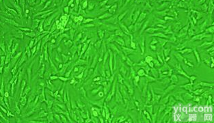 <em>HepG</em>2.2.15-<em>GFP</em>荧光标记细胞株