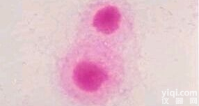 结晶紫中性红胆盐<em>琼脂</em>（含<em>葡萄糖</em>和乳糖）