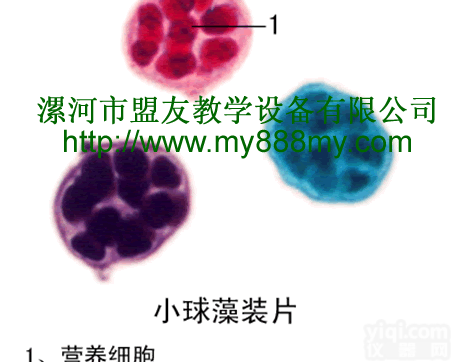 <em>植物</em>学<em>玻片</em>标本  <em>植物</em>学<em>玻片</em>标本-小球藻装片