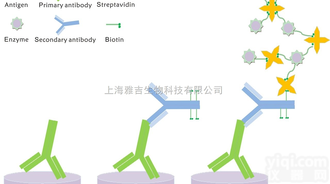 大鼠腺苷酸代<em>琥珀酸</em><em>合成酶</em>（AMPSS）免疫组化<em>试剂盒</em>