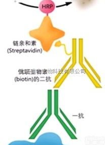 人<em>梅毒</em>螺旋体<em>重组</em>外膜蛋白<em>抗原</em>N0453（TPN0453）免疫组化试剂盒