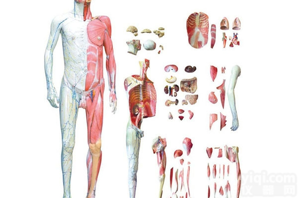 KAJ/A10001  <em>上海</em>康季、人体全身层次<em>解剖</em>附<em>内脏</em>模型