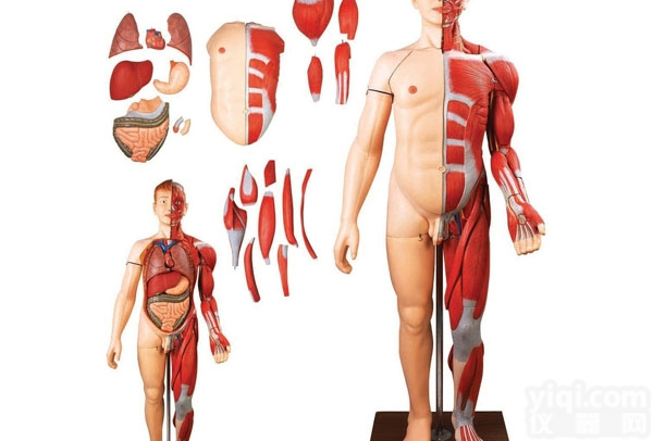 KAJ/A10001-1  <em>上海</em>康季、人体全身层次<em>解剖</em>附<em>内脏</em>模型