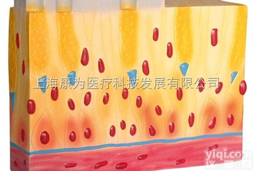 HAM1340  假<em>复层</em>纤毛<em>柱状</em><em>上皮组织</em>|人体医学解剖模型