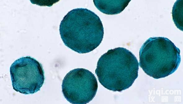 MV-1-<em>Lu</em><em>细胞</em>,鼬肺<em>上皮</em><em>细胞</em>