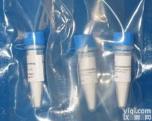 Anti-APP<em>抗体</em>,APP<em>淀粉</em>样肽前体蛋白<em>抗体</em>说明书