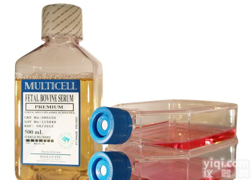 CNE 细胞,人<em>鼻咽癌</em>细胞<em>说明书</em>/价格