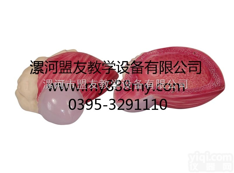 <em>教学模型</em>  <em>教学模型</em>-图为膀胱放大模型