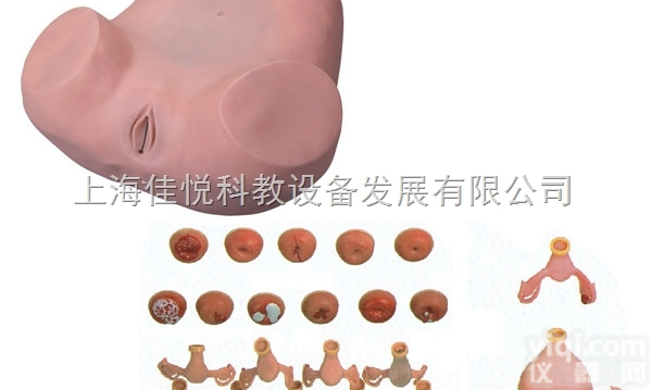 F30S  高级妇科检查<em>模型</em>，<em>妇幼</em>保健<em>模型</em>