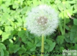 1059-14-9  蒲公英<em>甾醇</em>98% 河南 <em>植物</em><em>提取物</em>厂家 对照品 价格