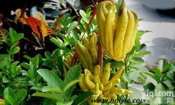 477-43-0  去氢<em>木香</em>内酯98% 河南 植物<em>提取物</em>厂家 对照品 价格