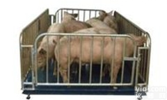 <em>数字式</em>  <em>青岛</em>数字动物秤