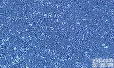 NRK-52E（大鼠<em>肾小管</em><em>导管</em><em>上皮</em>细胞）