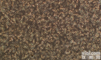 MCF-7-Taxol（人<em>乳腺癌</em><em>紫杉醇</em><em>耐药</em>性细胞）