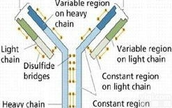 实验X<em>射线</em>修复交叉<em>互补</em>蛋白4<em>抗体</em>,Anti-XRCC4<em>抗体</em>【说明书】