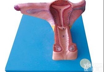 女性<em>内生</em>殖<em>器官</em>模型