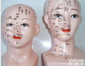 标准<em>针灸</em><em>穴位</em>模型|女性人体头部<em>针灸</em><em>穴位</em>模型