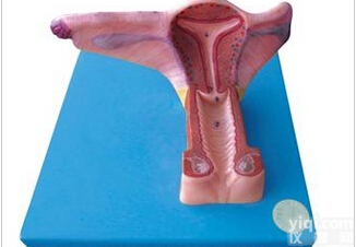 女性<em>内生</em>殖<em>器官</em>模型