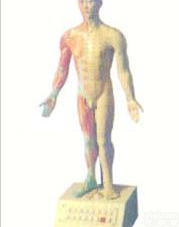 85cm  <em>针灸</em><em>教学模型</em>|电动十四<em>针灸</em>模型