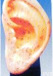 人体针灸<em>模型</em>|<em>耳部</em>按摩<em>模型</em>